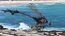 Patung karya seniman Xia Hang dari China ditampilkan di pameran "Sculpture by the Sea" di dekat pantai Bondi, Sydney (19/10). Pameran  dimulai di sepanjang pantai Bondi menuju pantai Tamarama dan berlangsung hingga 5 November 2017. (AFP Photo/Saeed Khan)