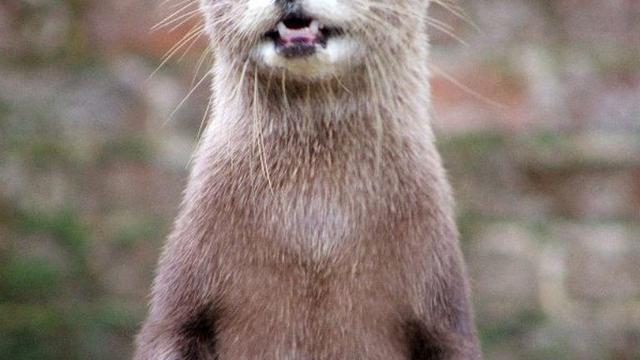 Otter