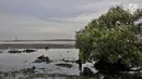 Kondisi hutan mangrove atau bakau di sekitar pesisir Kamal Muara, Penjaringan, Jakarta, Rabu (21/3). Dari total hutan bakau itu, 30 persen diantaranya masih harus direhabilitasi guna mencegah erosi atau banjir rob. (Merdeka.com/ Iqbal S. Nugroho)