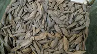 9 Manfaat Pohon Gaharu untuk Obati Infeksi Bakteri, Jadi Termahal di Dunia