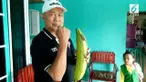 Warga Kapuas, Kalimantan Tengah dikejutkan oleh sebuah pisang berukuran tak seperti biasanya. Memiliki panjang 42 cm dan berat 1,4 kg. 

