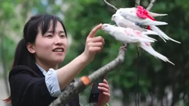 Popok Burung