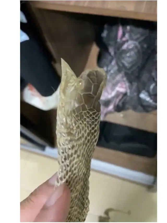 Pria Ini Kaget Temukan Ular Kobra di Lemari Pakaian, Berkamuflase dengan Kain