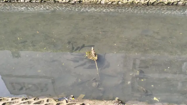 Kali sekitar Mal Plaza Indonesia dipenuhi Ikan Sapu-sapu. Keberadaan ikan tersebut cukup menyorot perhatian warga dan pejalan kaki. (Liputan6/Shabina Nasywa)