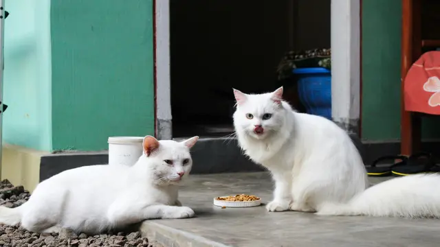 Berikan Makanan Bernutrisi Tinggi