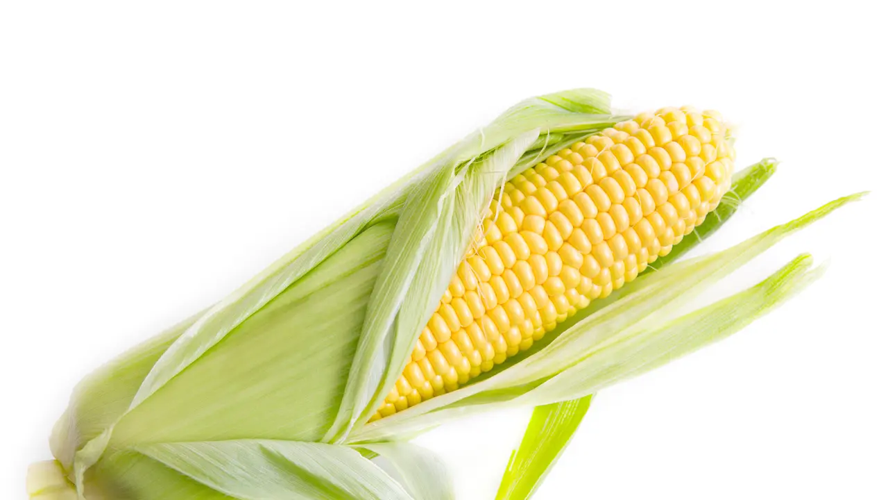 Jagung Manis