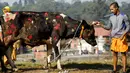 Sapi yang telah diwarnai saat merayakan Festival Tihar/ Diwali di Kathmandu, Nepal, Minggu (30/10). Umat Hindu Nepal memperingati hari raya ini untuk memuja sapi yang dianggap sebagai figur suci. (REUTERS / Navesh Chitrakar)