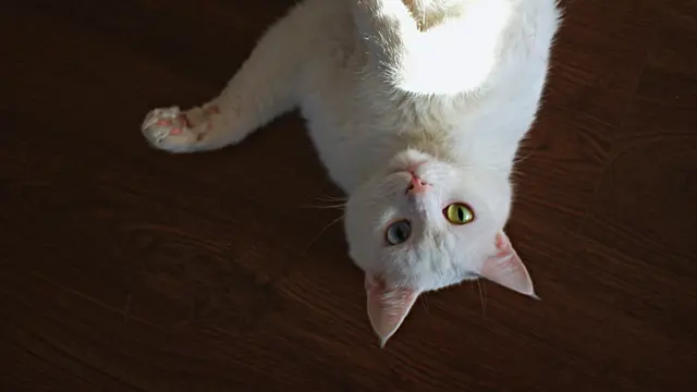 Bersihkan Litter Box Secara Rutin