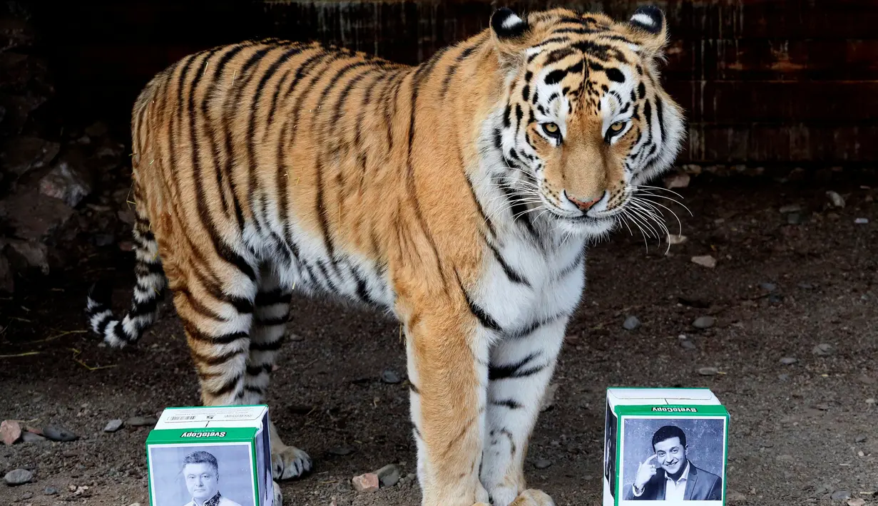 Bartek, harimau Amur Jantan berdiri diantara kotak bergambar kandidat presiden Volodymyr Zelenskiy dan Petro Poroshenko, saat akan memprediksi pemenang pada pemilu presiden Ukraina mendatang di kebun binatang Royev Ruchey di Krasnoyarsk, Rusia (15/4). (Reuters/Ilya Naymushin)