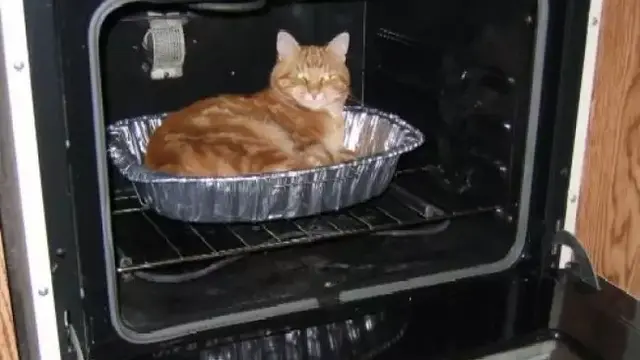 8 Potret Kucing saat Coba Sembunyi Ini Justru Bikin Gemas