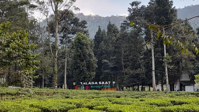 Dedi Mulyadi Ingin Hutankan Kawasan Puncak Bogor, Kebun Teh Era Belanda Bakal Tinggal Kenangan?