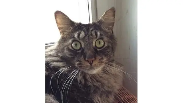 7 Kucing Ini Miliki Bulu Tak Biasa, Bikin Senyum Sendiri