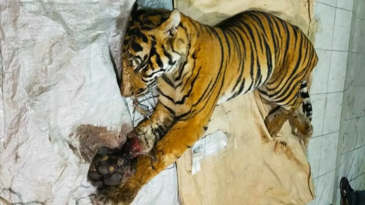 Harimau sumatra mati karena terjerat di kawasan konsesi PT Arara Abadi di Minas Barat, Kabupaten Siak.