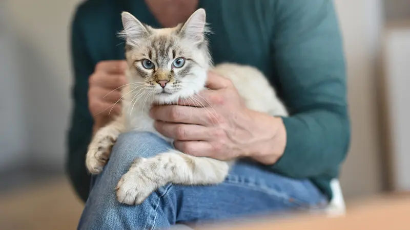 Kiat Tepat Mengelus Kucing, Dijamin Bebas Risiko Cakar dan Gigitan