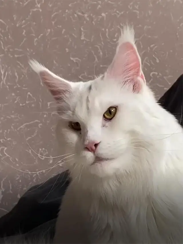 Sering Dikira Anjing, Ini 6 Potret 'Kefir' Kucing Ukuran Besar di Rusia