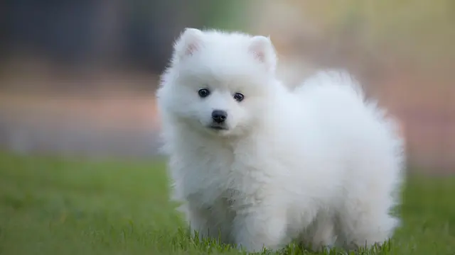 Japanese Spitz