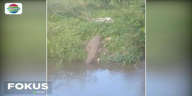 Kemunculan Buaya Besar di Saluran Irigasi Hebohkan Warga Bangka Timur