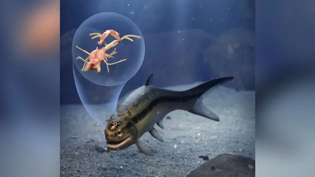 Ilustrasi tentang ikan Coccocephalus wildi bersirip ray berusia 319 juta tahun, punah, yang diperkirakan memiliki panjang 6 hingga 8 inci dan merupakan karnivora. (CNN/Márcio L. Castro).
