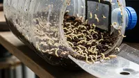 Ide Budidaya Maggot Skala Mini di Rumah, Solusi Cerdas Olah Sampah dan Raih Cuan