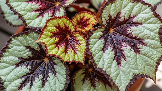 Begonia Rex