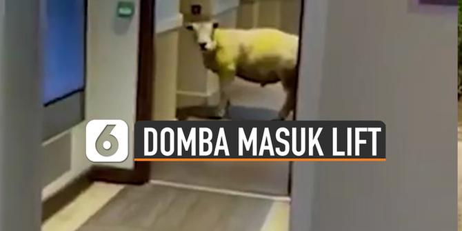 VIDEO: Kocak, Domba Ingin Masuk Lift Hotel