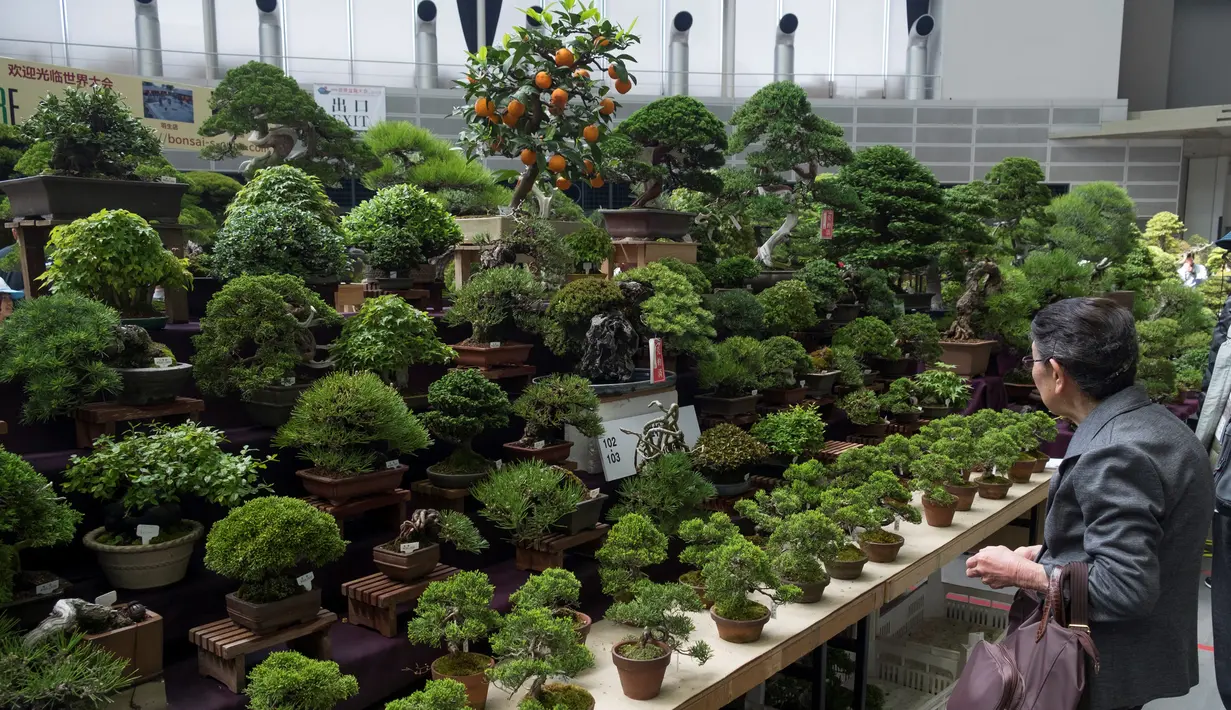 <p>Pengunjung melihat bonsai yang ditampilkan saat Konvensi Bonsai Dunia ke-8 di Saitama, Tokyo, Jepang, Sabtu (29/4). Konvensi yang diadakan setiap empat tahun ini, telah diselenggarakan di AS, Korea, China dan Eropa. (AFP PHOTO / Kazuhiro NOGI)</p>