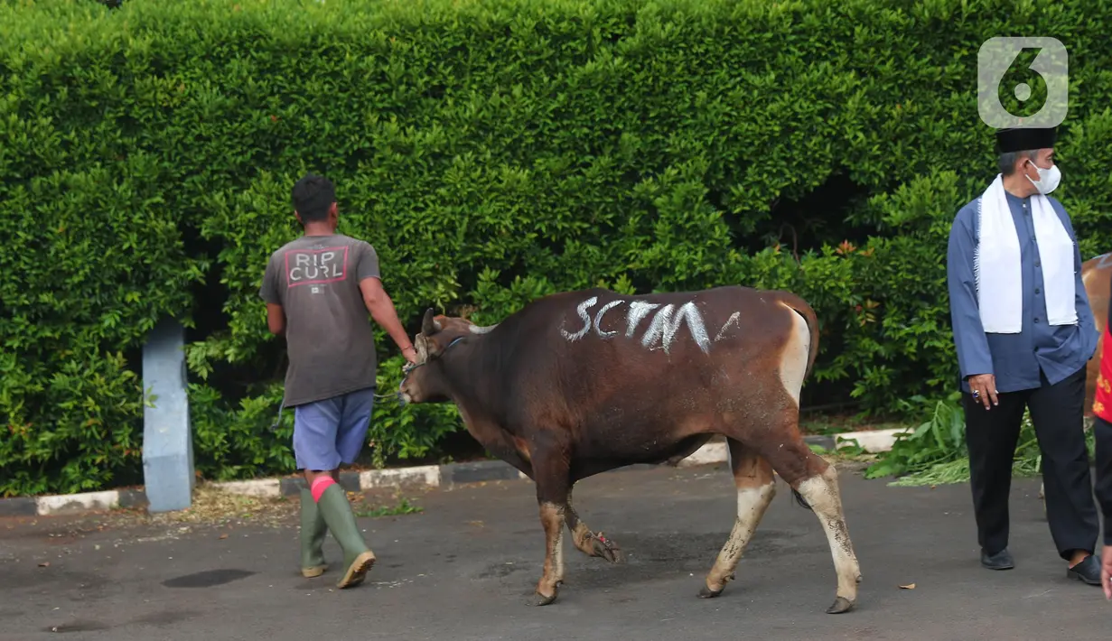 Pekerja membawa sapi kurban di studio 5 Indosiar, Daan Mogot, Jakarta, Rabu (6/7/2022). PT Surya Citra Media (SCM) menyerahkan sejumlah hewan kurban kepada masyarakat jelang Hari Raya Idul Adha ada 65 hewan kurban yang diserahkan SCM tahun ini. Sebanyak 65 hewan kurban ini terdiri dari 8 ekor sapi dan 57 ekor kambing. (Liputan6.com/Angga Yuniar)