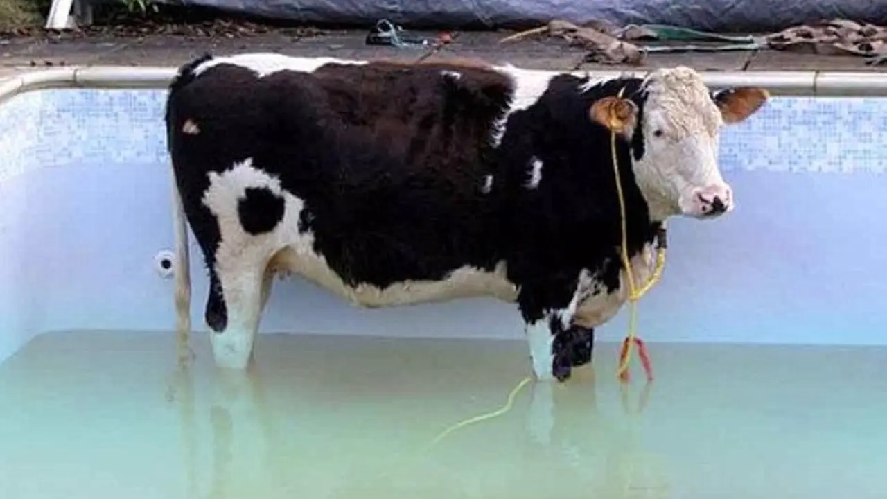 Sapi Berbobot 680 Kg Tercebur di Kolam, Petugas Damkar Kelabakan 