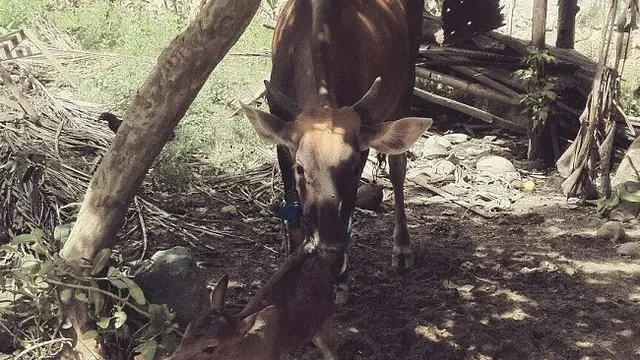 Terjadi di Gorontalo, Sapi Melahirkan Seekor Kura-Kura 