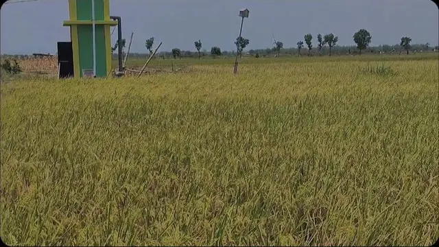 Program Irigasi Perpompaan Dorong Petani Nganjuk Percepat Tanam Hingga Tiga Kali Setahun