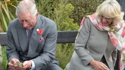 Pangeran Charles dan Istri keduanya Camilla tertawa setelah kadal Tuatara ditangannya ingin melepaskan diri  di Dunedin, Selandia Baru, Kamis (5/11/2015). Kadal Tuatara merupakan binatang sejenis reptil dari Selandia Baru. (REUTERS/Gerard O'Brien) 