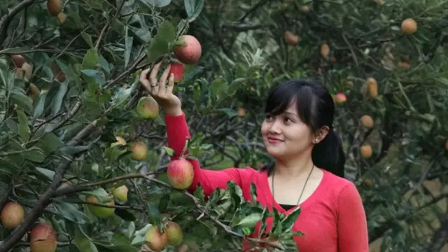 8 Wisata Petik Buah/agrowisata.id