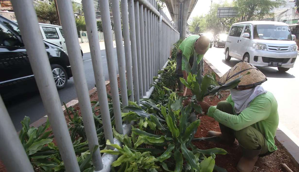 Pekerja menanam tanaman di sepanjang kolong pembatas jalan Koridor XIII, Jakarta, Senin (18/9). Penanaman bertujuan menata kembali pembatas jalan yang sempat rusak akibat pembangunan jalur Transjakarta Koridor XII. (Liputan6.com/Immanuel Antonius)