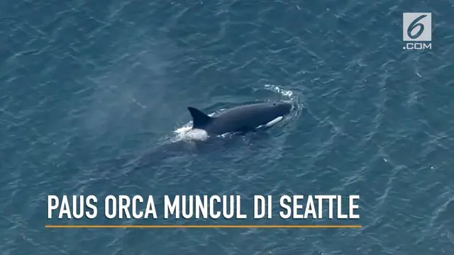 Detik-detik Paus Orca muncul di perairan Seattle, Amerika Serikat.