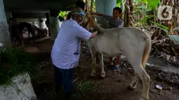 Dokter hewan Dinas Ketahanan Pangan, Kelautan dan Pertanian (KPKP) memeriksa kesehatan kuda delman di Jakarta, Sabtu (9/5/2020). Kegiatan tersebut dilakukan untuk memberi bantuan pakan dan pemeriksaan kesehatan kuda delman yang tidak beroperasi saat PSBB Jakarta. (merdeka.com/Imam Buhori)