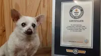 Seekor anjing Chihuahua dari Ohio, Amerika Serikat bernama Spike, mendapatkan sertifikat sebagai anjing tertua yang hidup oleh Guinness World Records.&nbsp;(Guinness World Records)