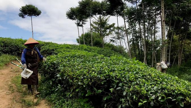 Salah seorang pemetik daun teh di perkebunan Kabawetan Bengkulu menuruni bukit untuk mengantarkan hasil pemetikan mereka sebelum diangkut ke pabrik pengolahan (Liputan6.com/Yuliardi Hardjo)
