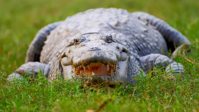 Beratraksi, Tangan Pria Ini Justru Digigit Seekor Buaya Besar