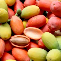 ilustrasi kulit melinjo/sofirinaja/Shutterstock