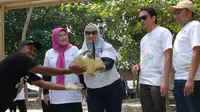 Angkasa Pura II Bantu Pemprov Banten Kembangkan Prasarana Pelestarian Penyu