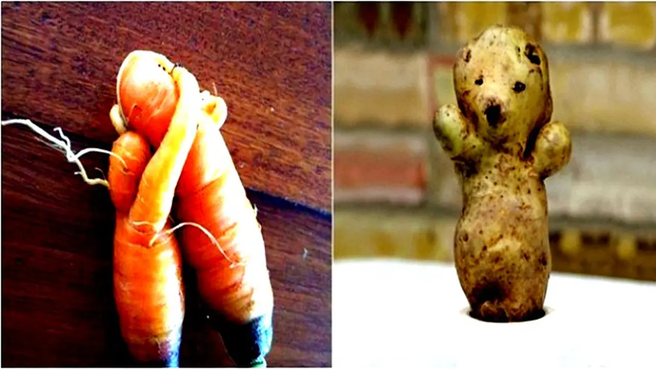 Langka Ditemukan, Sayuran dan Buah-buahan Ini Berbentuk Unik