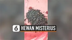 vertical misterius