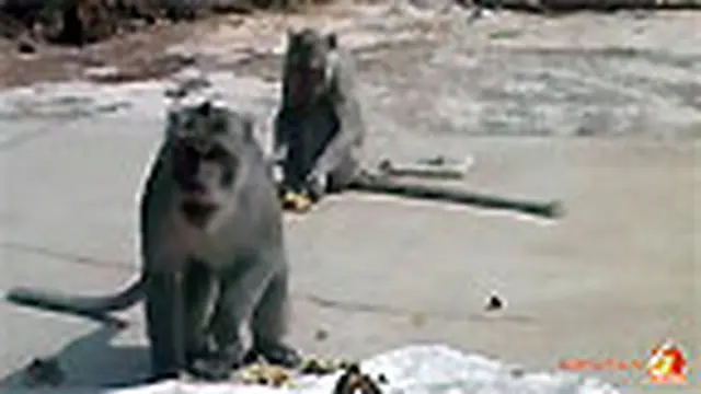 Puluhan Kera turun gunung Cari Makan