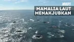 Schuttle sebelumnya telah mengamati kawanan paus itu selama beberapa hari sebelumnya.