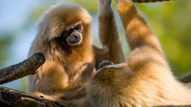 Potret Siamang dan pasangannya (Pixabay)