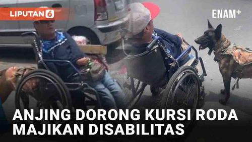 VIDEO: Aksi Mulia Anjing Bantu Dorong Kursi Roda Majikan Disabilitas