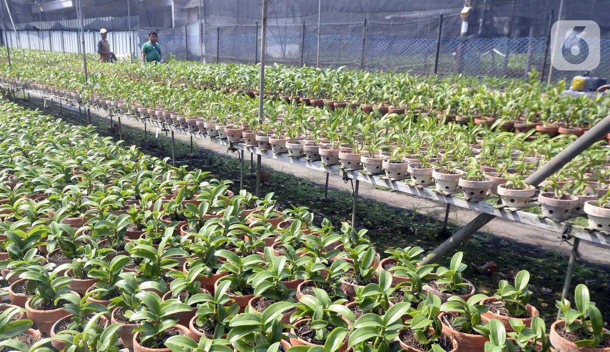 Pembeli memilih anggrek jenis dendrobium di tempat pembibitan budi daya anggrek, Pocis, Kecamatan Setu, Tangerang Selatan, Banten, Senin (31/8/2020). Anggrek dendrobium pesanan pembeli akan dikirim ke berbagai daerah, kebanyakan pemesan dari Kalimantan dan Sulawesi. (merdeka.com/Dwi Narwoko)