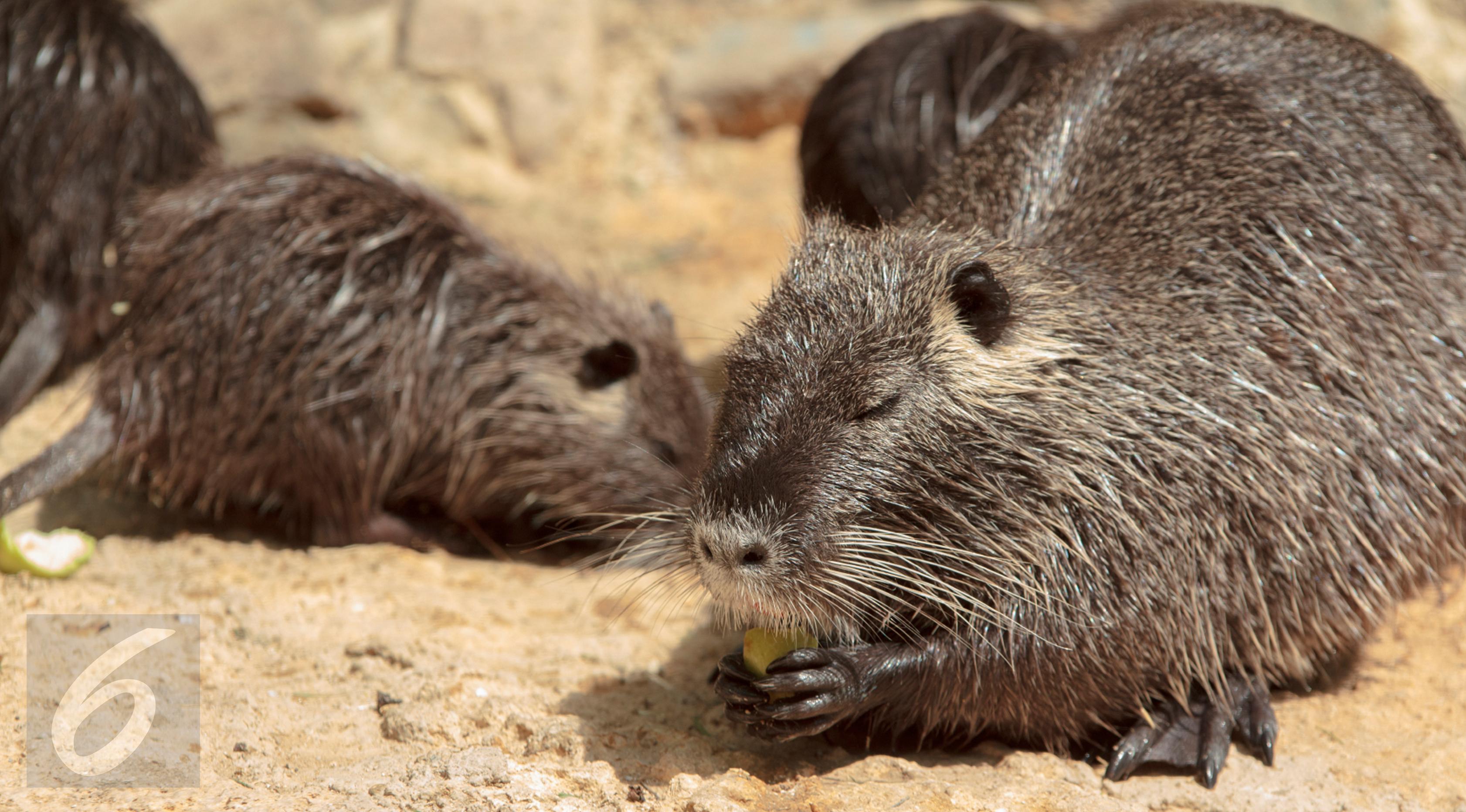 ilustrasi tikus (iStockphoto)