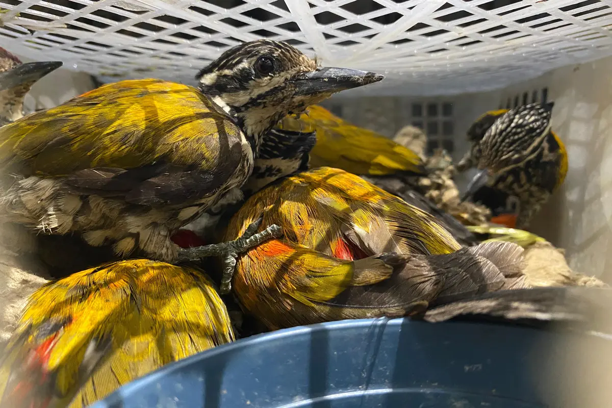 Sebanyak 4.354 ekor burung liar ilegal diamankan tim gabungan ruas Tol Bakter, Lampung Selatan. Foto : (Istimewa).