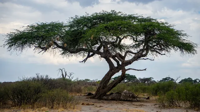 Ratusan Gajah Mati di Taman Nasional Hwange Zimbabwe